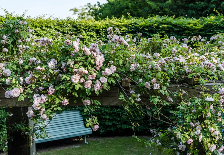 Rosenpergola vor Sitzbank