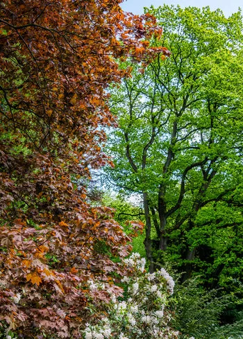 Verschiedenste Farben der unterschiedlichen Baumarten