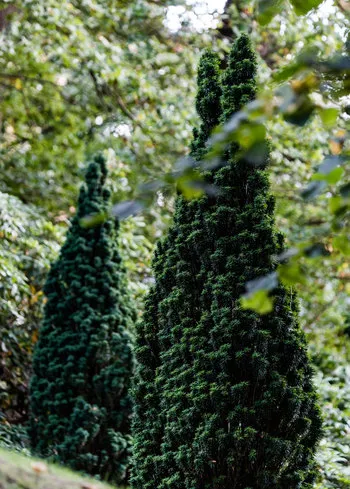 Die Baumart Eibe ist im Wilmans Park häufig vertreten