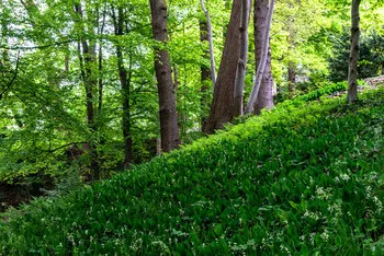 Viele Maiglöckchen wachsen zwischen den Bäumen des Wilmans Park