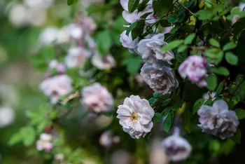 Nahaufnahme des Rosenbuschs