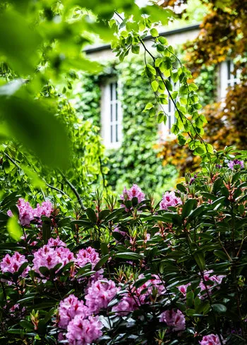 Rhododendron vor der Villa Jako